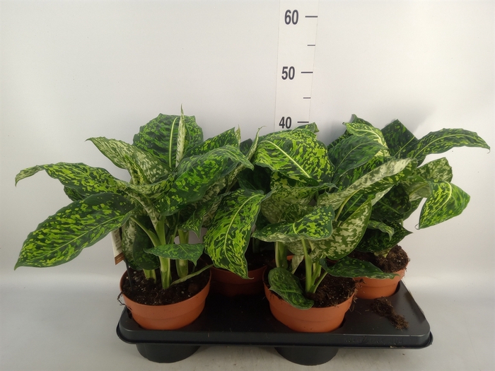 <h4>Dieffenbachia  'Reflector'</h4>