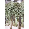 Ferule White 150cm Spray Per Tak