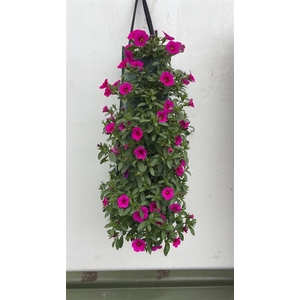 Overig perkplanten