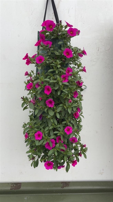 <h4>Overig perkplanten</h4>