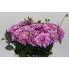 Dahlia Purple Onesta