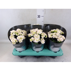 Kalanchoe blos. 'Supernova'