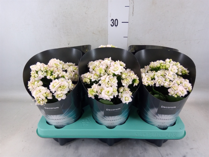 <h4>Kalanchoe blos. 'Supernova'</h4>