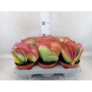 Kalanchoe NF thyrsiflora