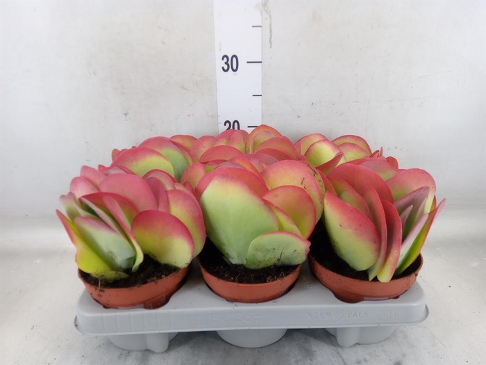 <h4>Kalanchoe NF thyrsiflora</h4>