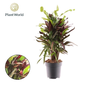 Codiaeum variegatum grootbladig 'Mammi'
