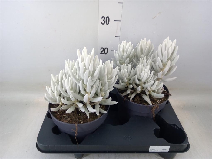 <h4>Senecio   ...</h4>