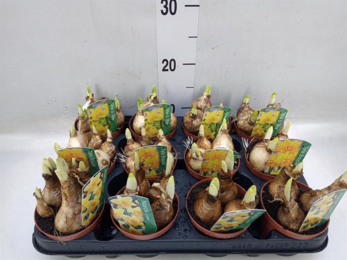 <h4>Narcissus   ...</h4>