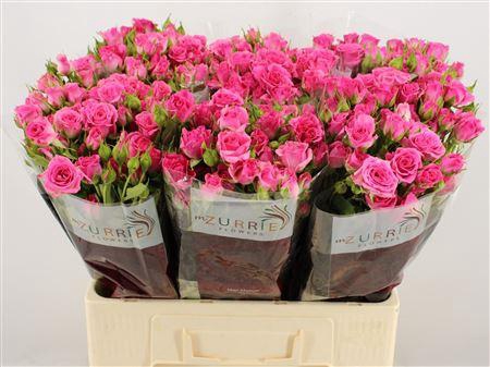 <h4>R Tr Lianne</h4>