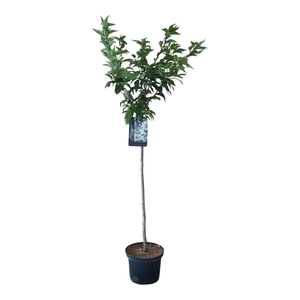 Prunus nipponica 'Brillant' 80ST