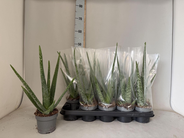 <h4>Aloe vera</h4>