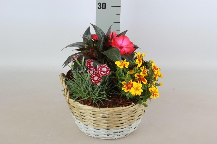 <h4>ARR TUINPLANTEN</h4>