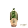 SANSEVIERIA CYLINDRICA p9 Braid