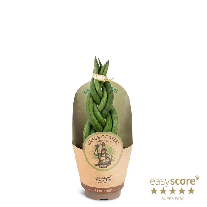 <h4>SANSEVIERIA CYLINDRICA</h4>