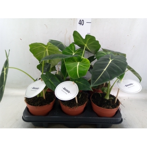 Alocasia   ...