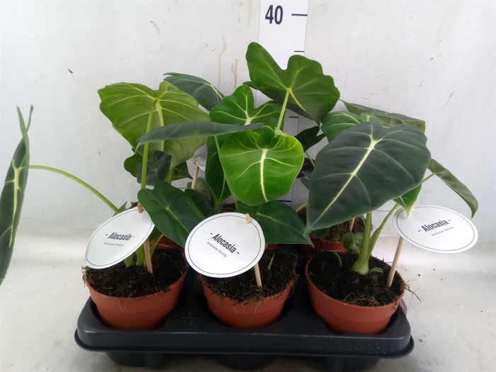 <h4>Alocasia   ...</h4>