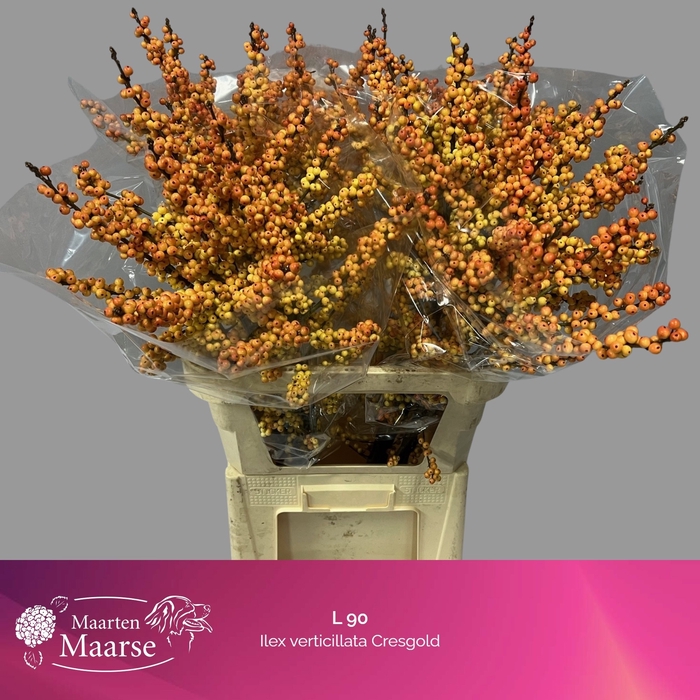 <h4>Ilex verticillata cresgold</h4>
