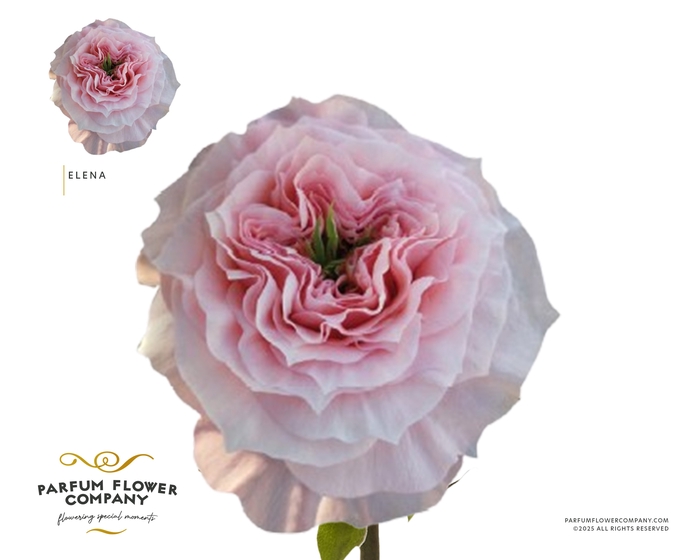 <h4>Rosa Garden Elena</h4>