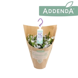 Campanula Adansa White Hangpot in Kraft