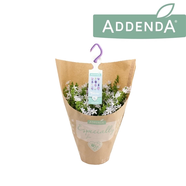 <h4>Campanula Adansa White Hangpot in Kraft</h4>