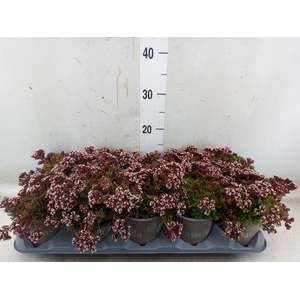 Crassula schmidtii