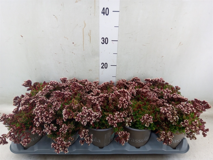 <h4>Crassula schmidtii</h4>