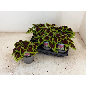 PLEC C MS ALLIG ALLE