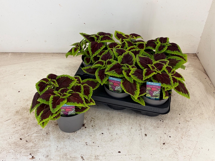 <h4>PLEC C MS ALLIG ALLE</h4>