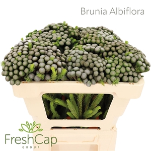 Brun Albiflora