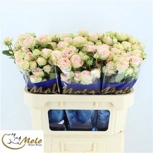 Rosa spray Sweet Giselle!