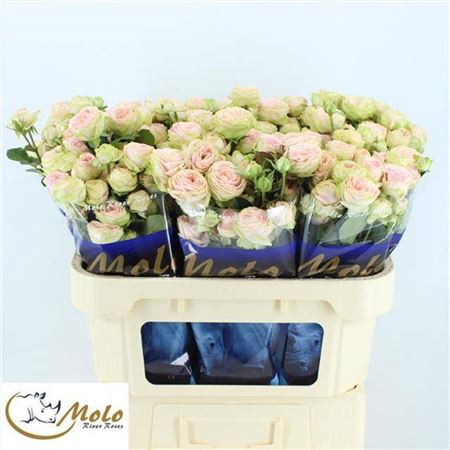 <h4>Rosa spray Sweet Giselle!</h4>