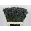 Eryngium Blue Dynamite