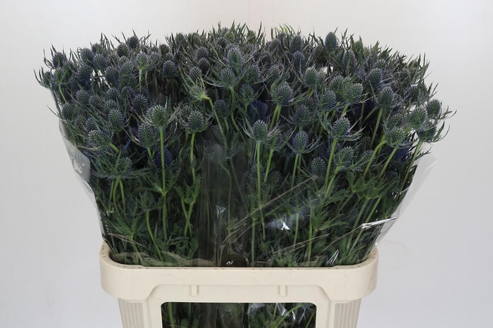 <h4>Eryngium Blue Dynamite</h4>
