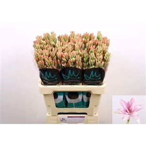 Polianthes Elle Pink