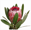 PROTEA PINK ICE