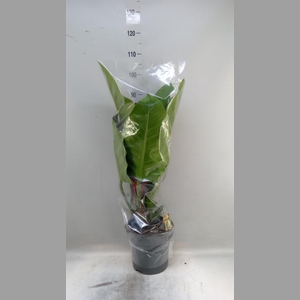 Philodendron  'Imperial Green'