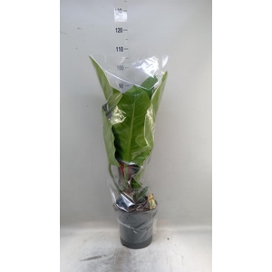Philodendron  'Imperial Green'