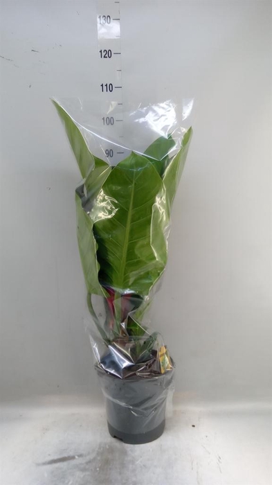 <h4>Philodendron  'Imperial Green'</h4>