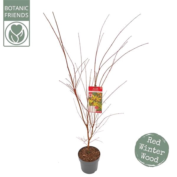 <h4>Acer palm. 'Sangokaku'</h4>