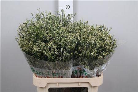 <h4>Lim Sin Cool Diamond</h4>