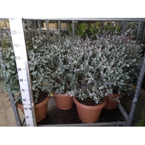 Eucalyptus gunnii