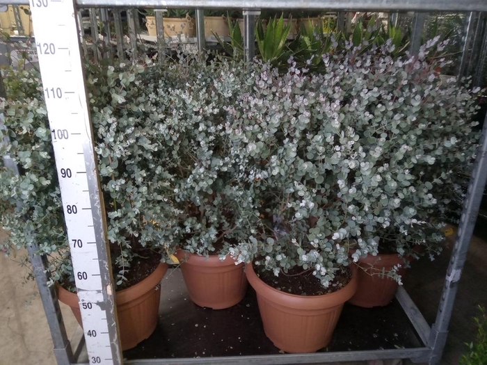 <h4>Eucalyptus gunnii</h4>