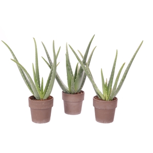 Aloe vera 12 cm in grijze pot met rand