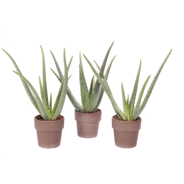 <h4>Aloe vera 12 cm in grijze pot met rand</h4>