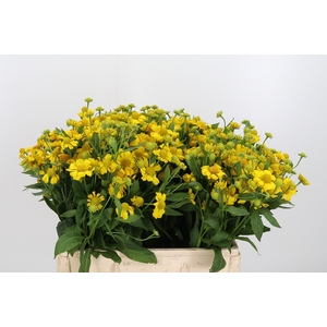 Helenium Kanaria