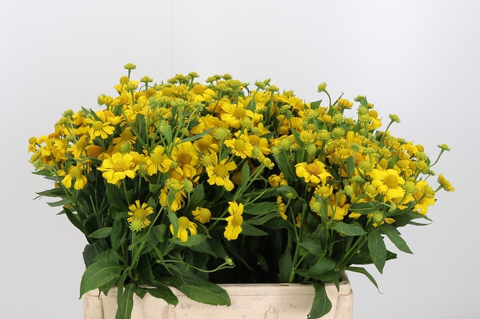 <h4>Helenium Kanaria</h4>
