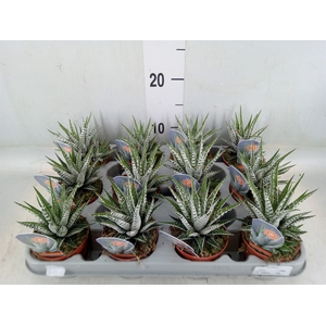 Haworthia fasciata 'Alba'