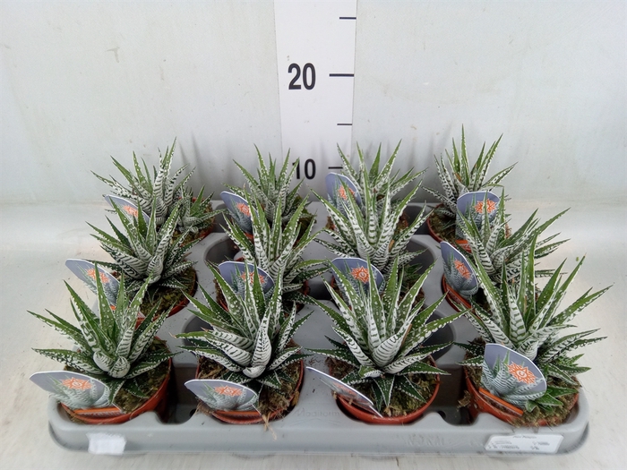 <h4>Haworthia fasciata 'Alba'</h4>