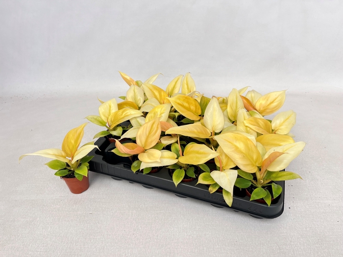 <h4>PHIL OVERIG</h4>