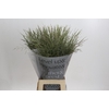 Panicum Dewey Blue